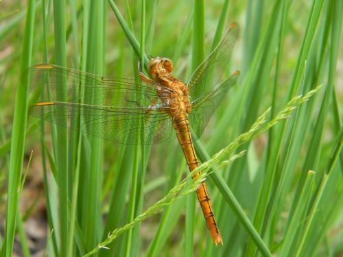 Orthetrum coerulescens